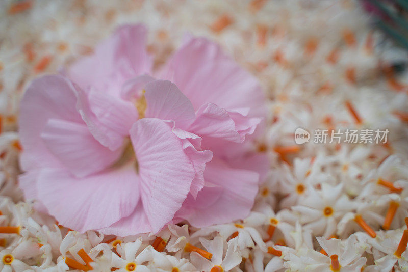 夜茉莉，Seuli或Shefali花是秋季saradiya或Durga Puja节的象征花。